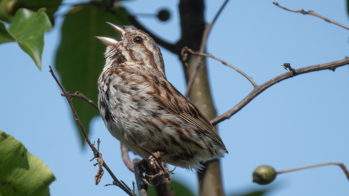 Song Sparrow - ML640174914