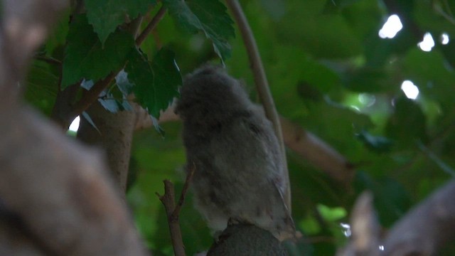 Indian Scops-Owl - ML640174945