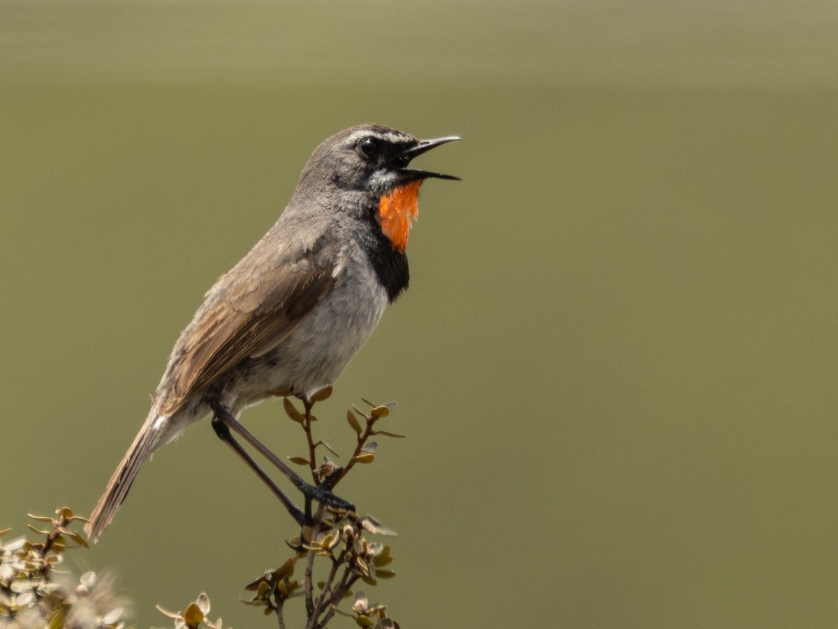 Chinese Rubythroat - ML640174983