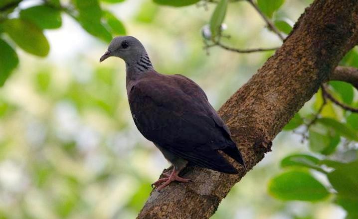 Pigeon d'Elphinstone - ML640175020