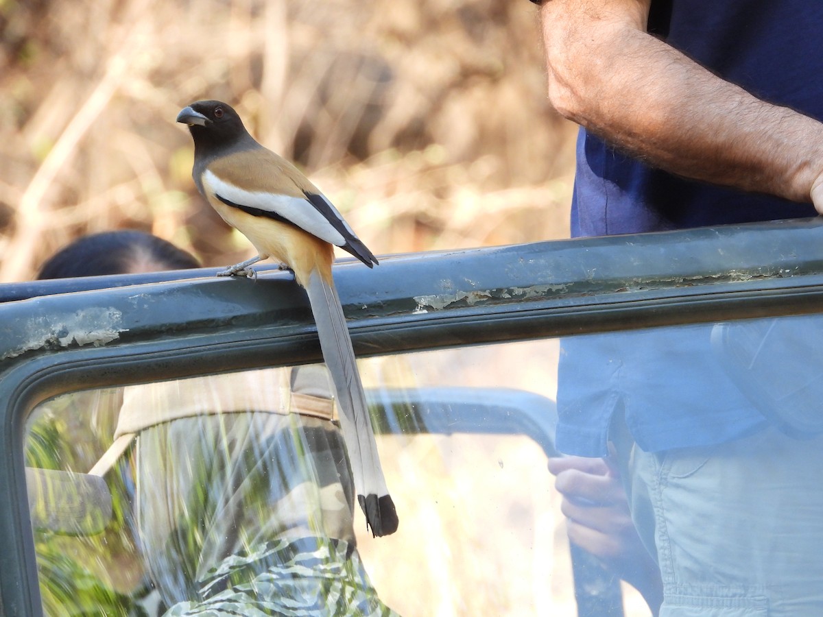 Rufous Treepie - ML640175031