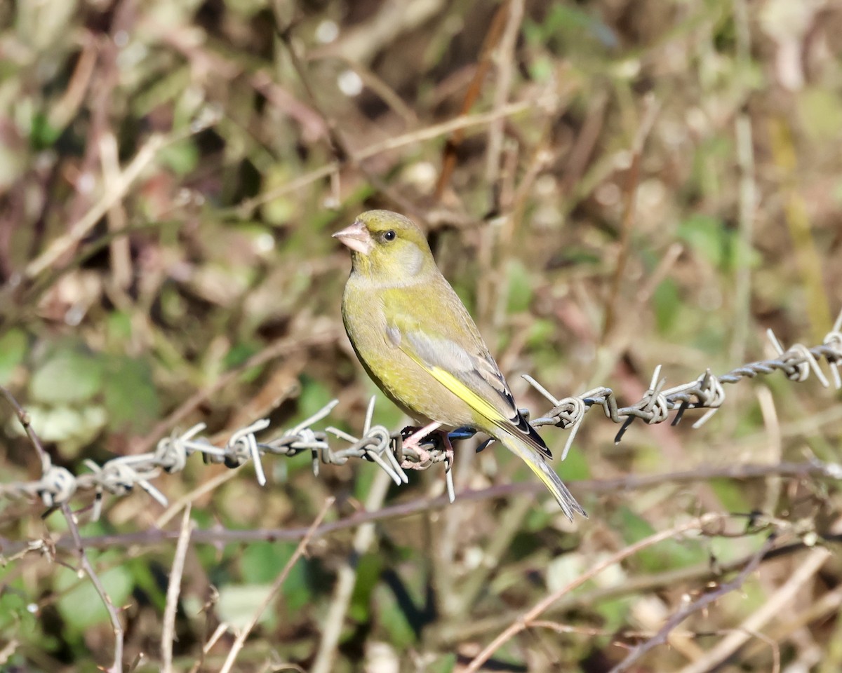 European Greenfinch - ML640175046