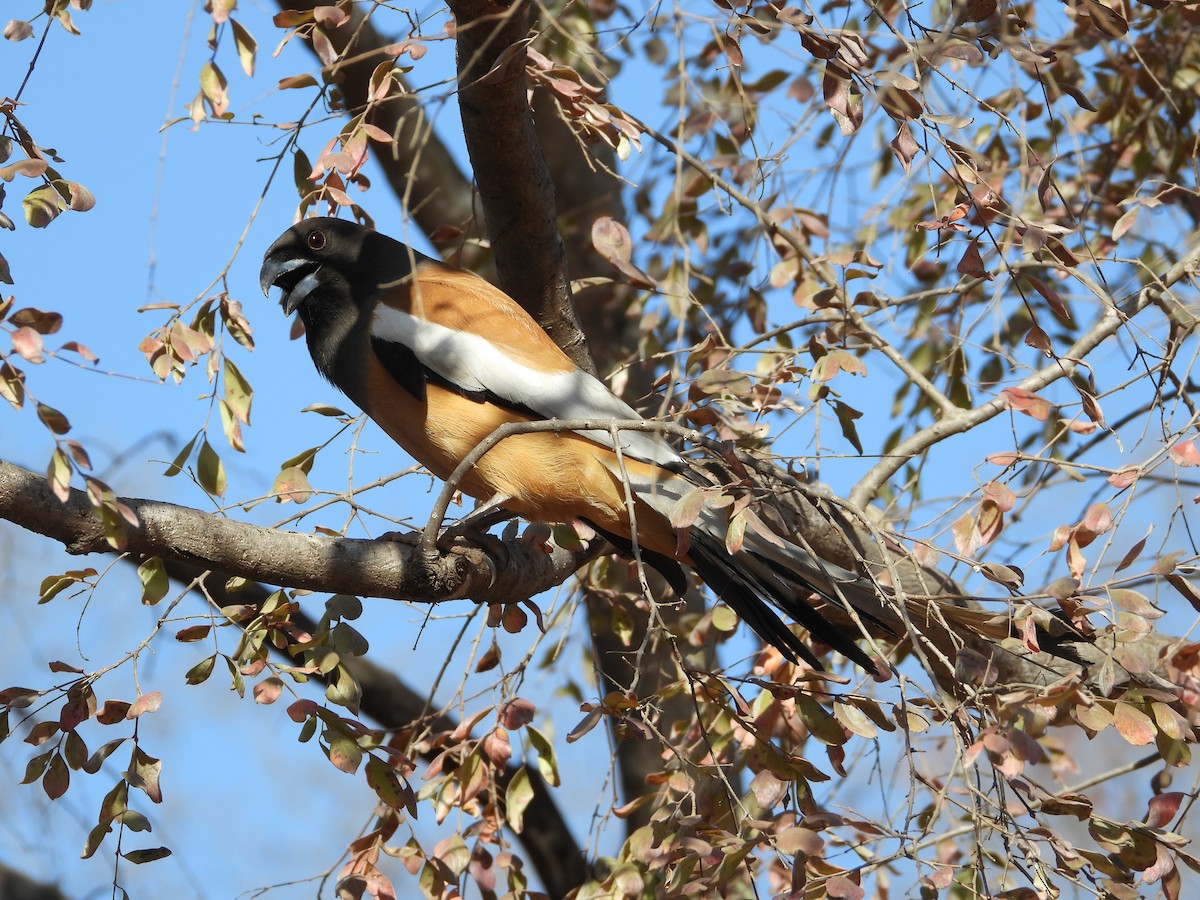 Rufous Treepie - ML640175057