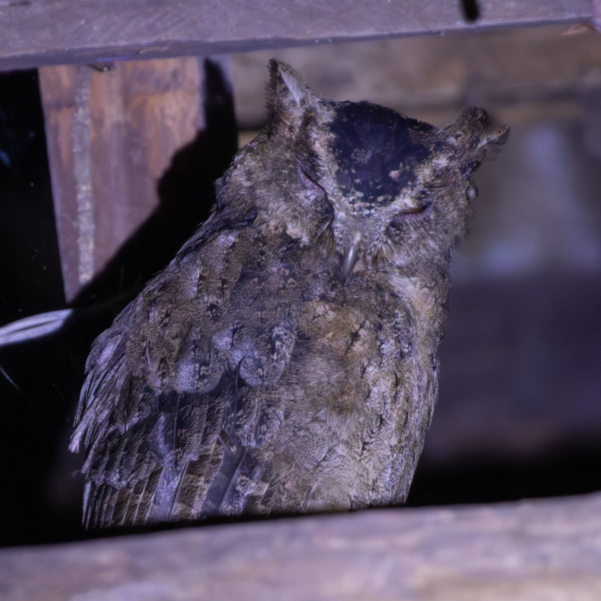 Everett's Scops-Owl - ML640175111
