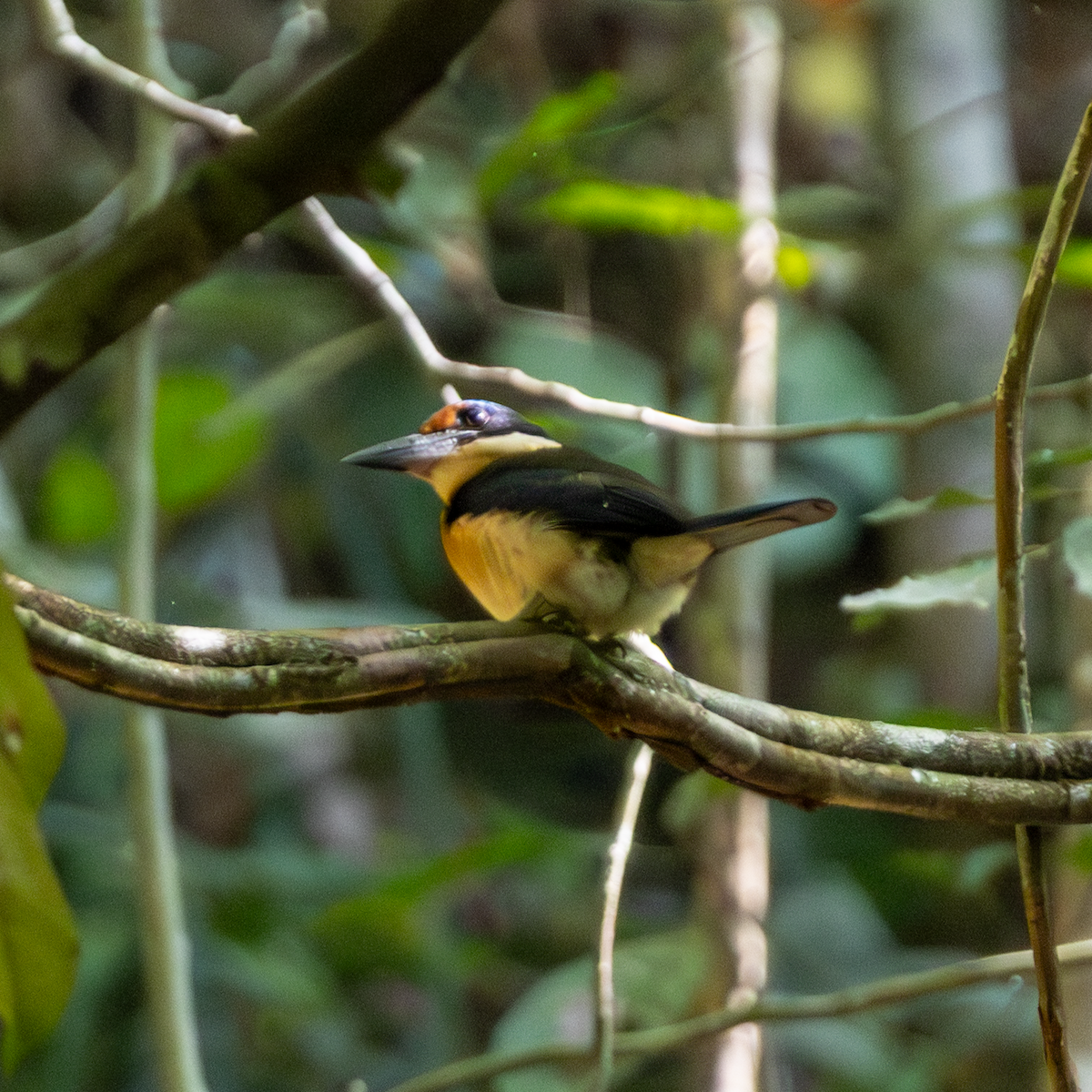 Rufous-lored Kingfisher - ML640175112