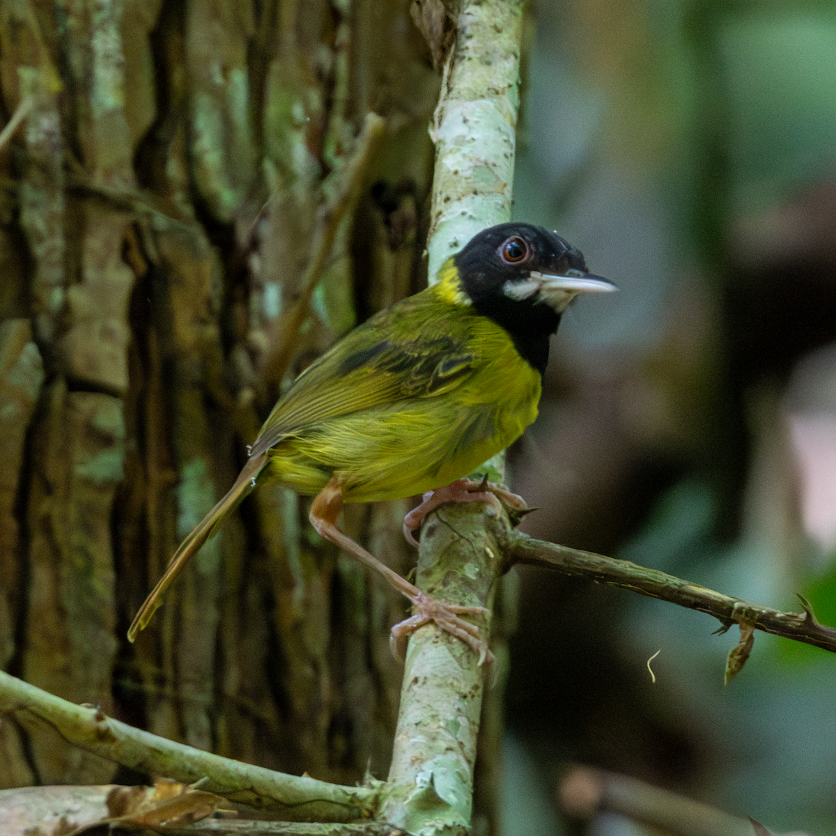 Yellow-breasted Tailorbird - ML640175113