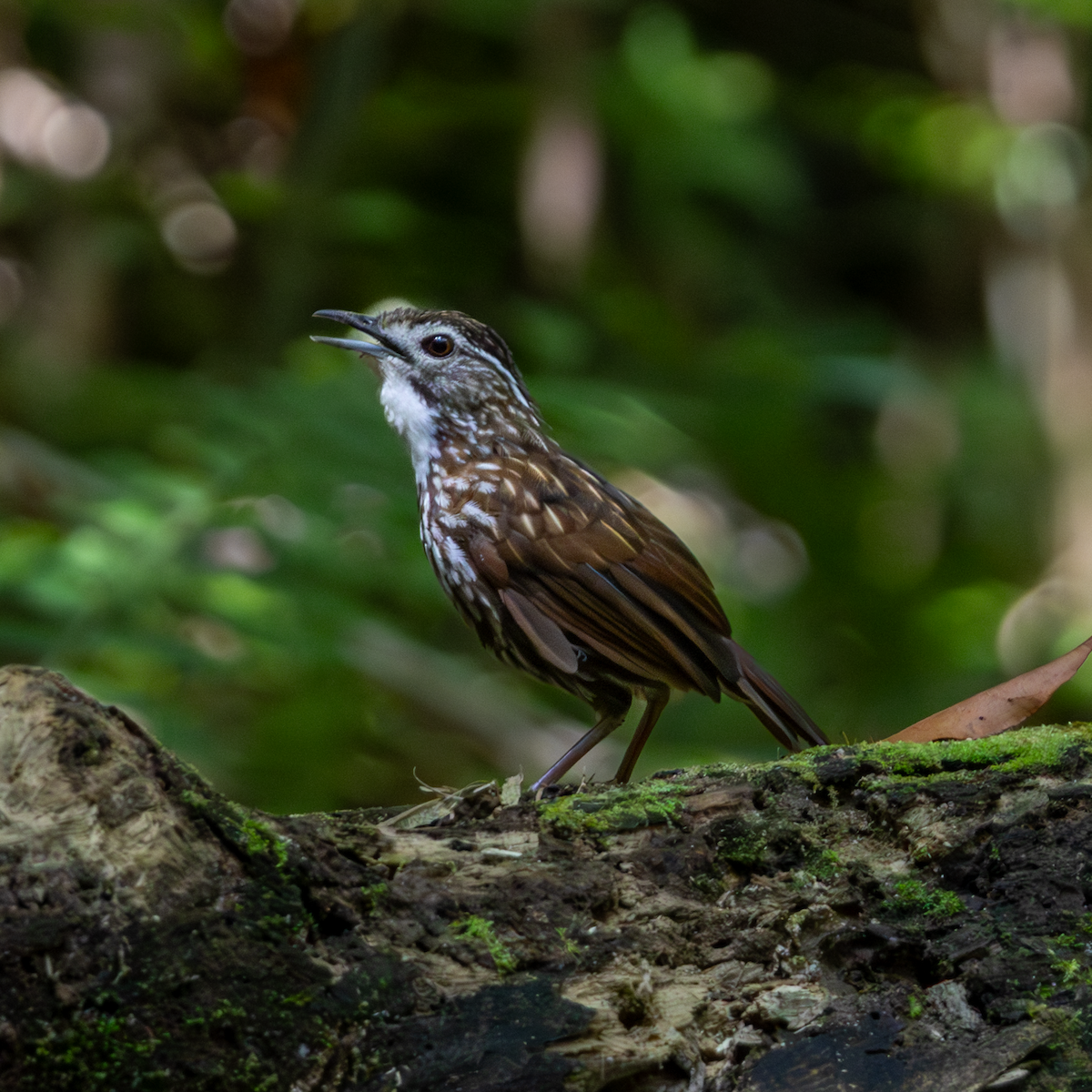 Striated Wren-Babbler - ML640175114