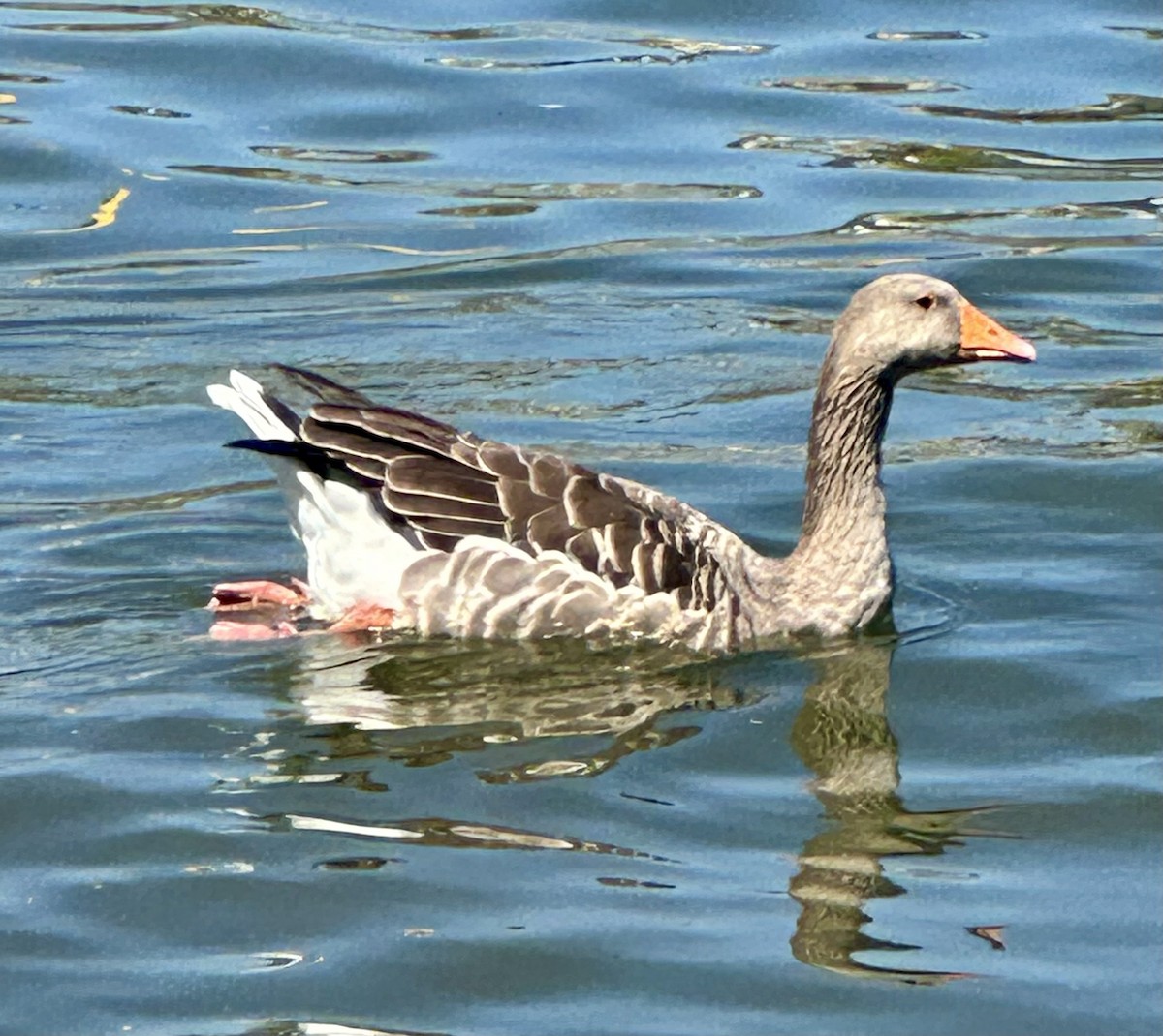 Graylag Goose - ML640175129