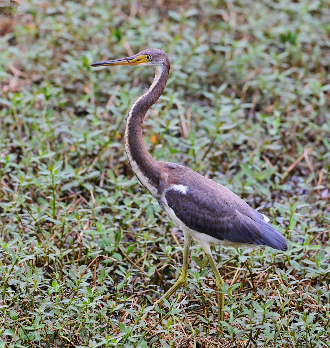 Tricolored Heron - ML640175187