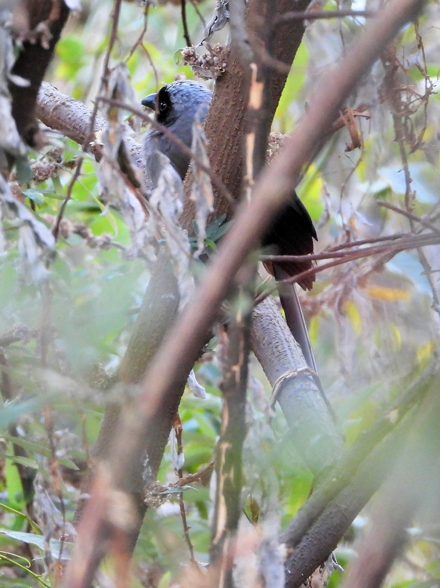 Gray Treepie - ML640175202