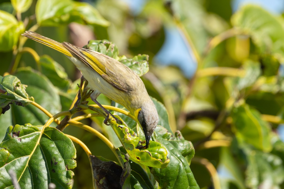 Gray-headed Honeyeater - ML640175230