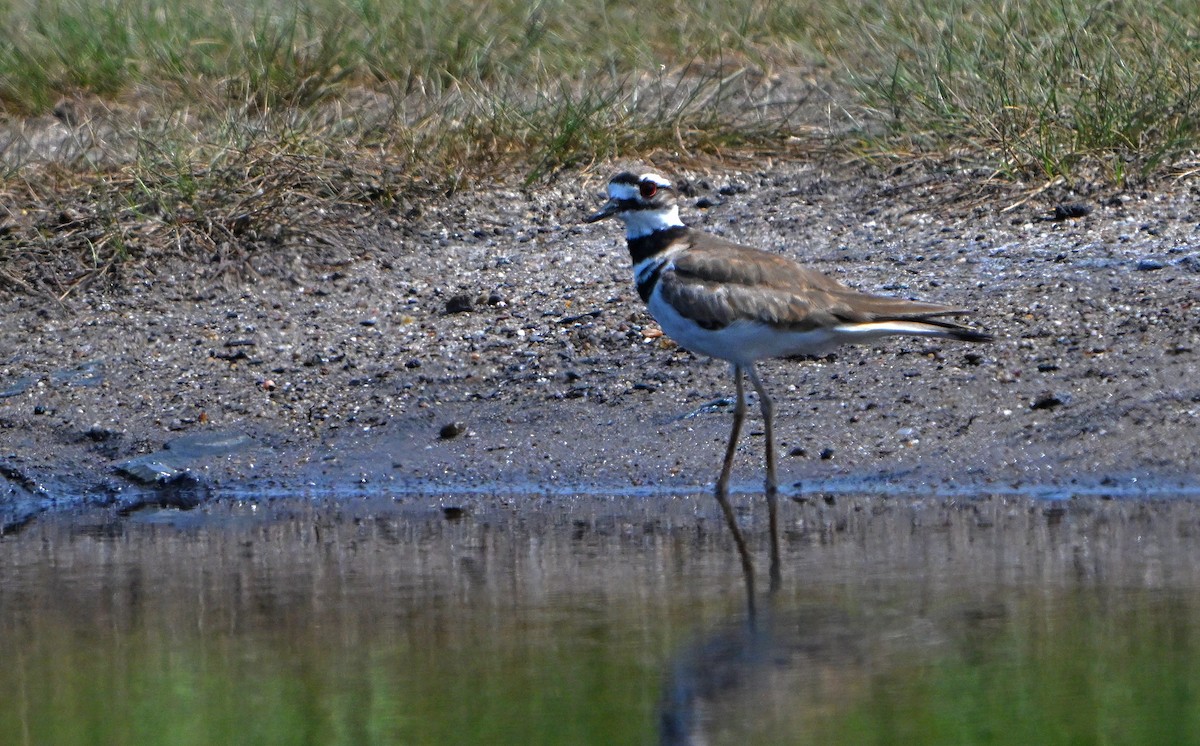 Killdeer - ML640175246