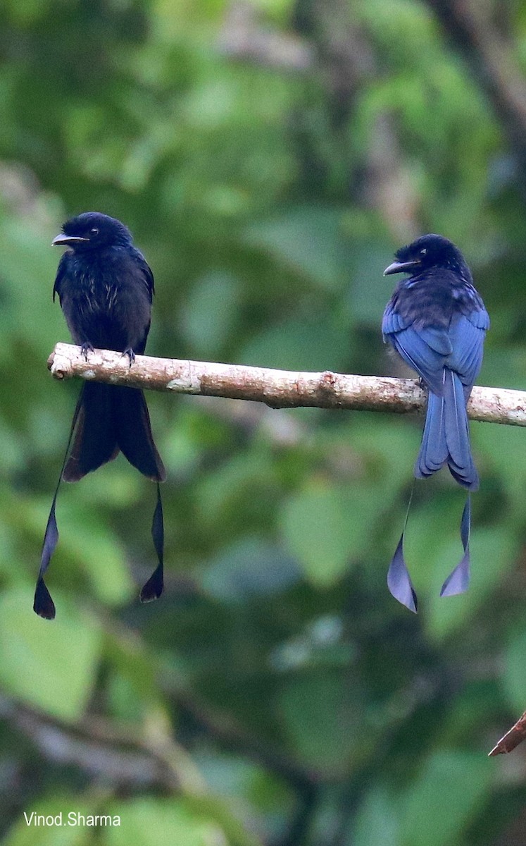 Drongo de Raquetas Grande - ML640175318