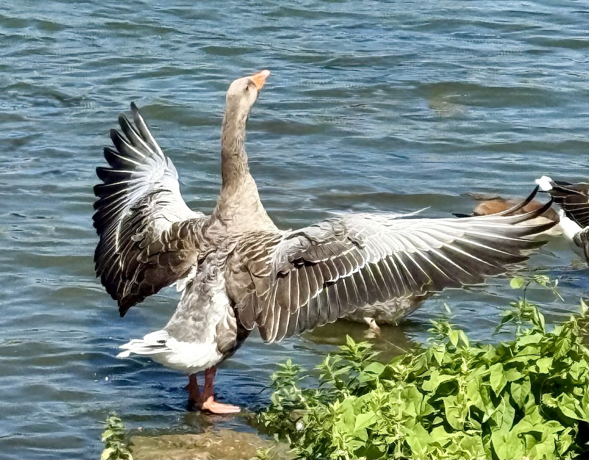 Graylag Goose - ML640175319