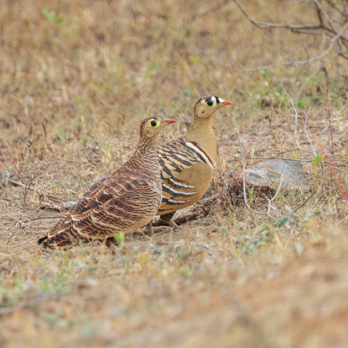 Painted Sandgrouse - ML640175324