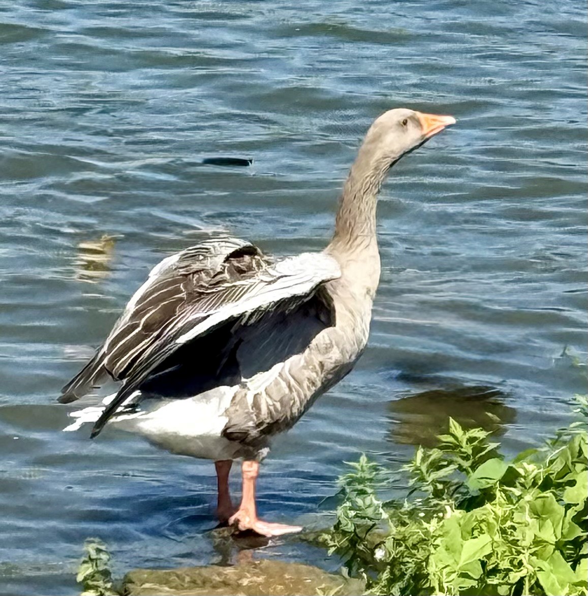Graylag Goose - ML640175325