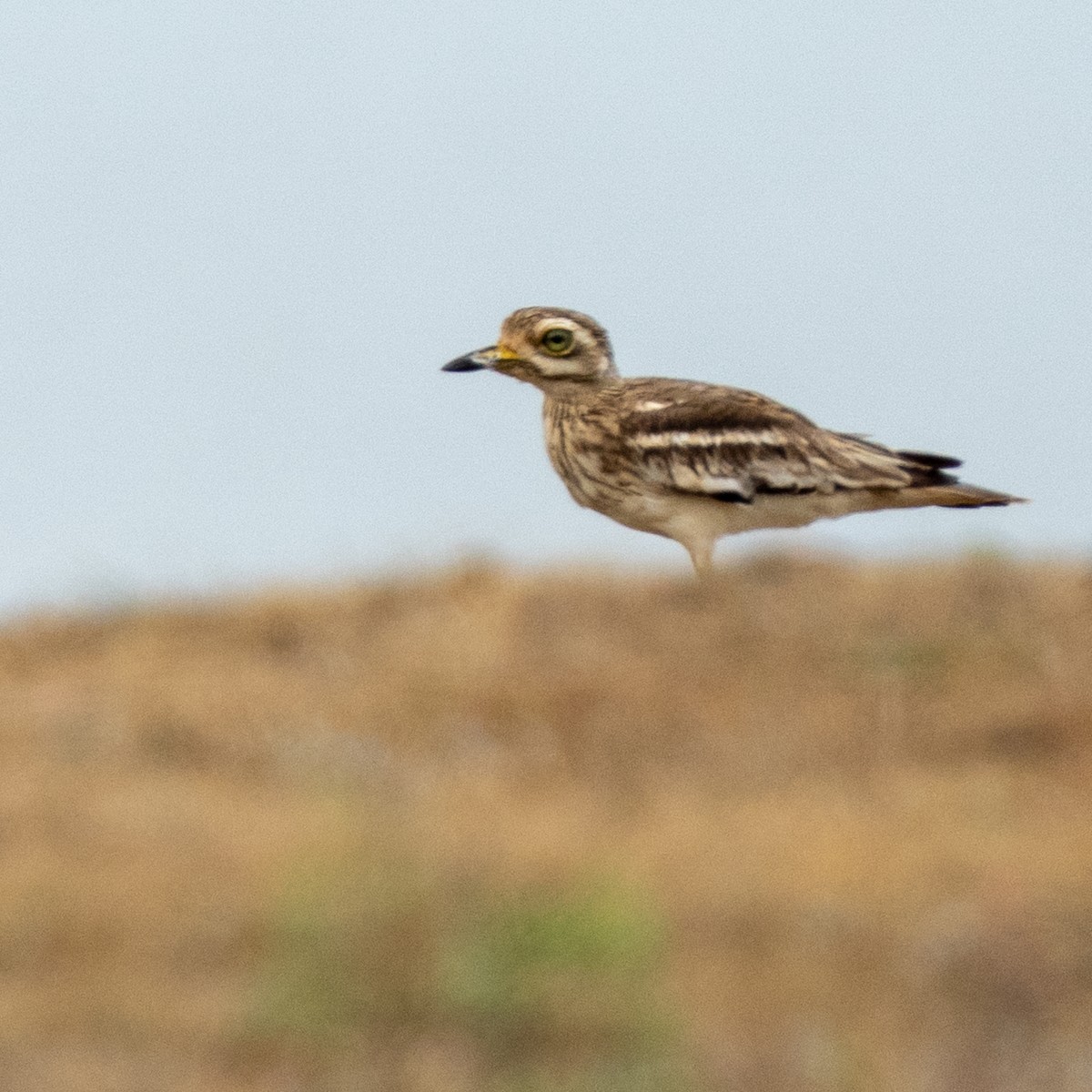 Indian Thick-knee - ML640175388