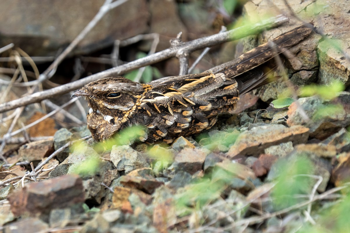 Indian Nightjar - ML640175428