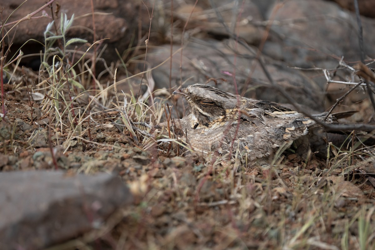 Indian Nightjar - ML640175440