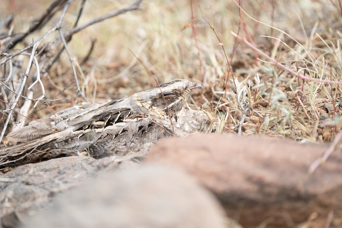 Indian Nightjar - ML640175441