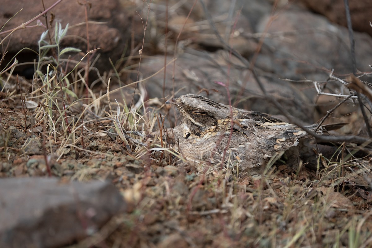 Indian Nightjar - ML640175442