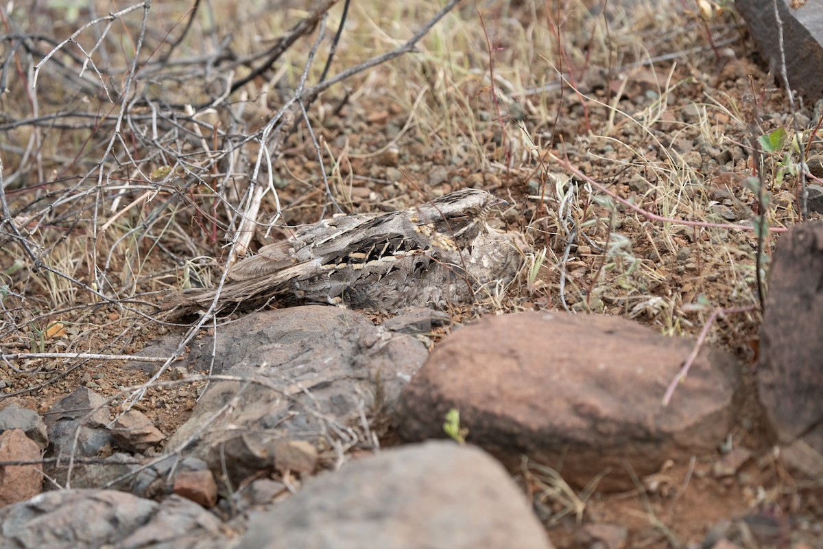 Indian Nightjar - ML640175443