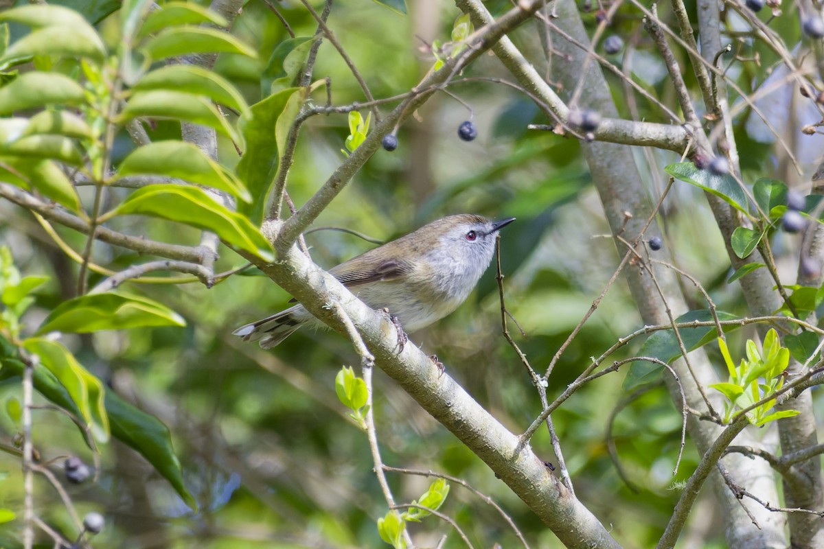 Brown Gerygone - ML640175445