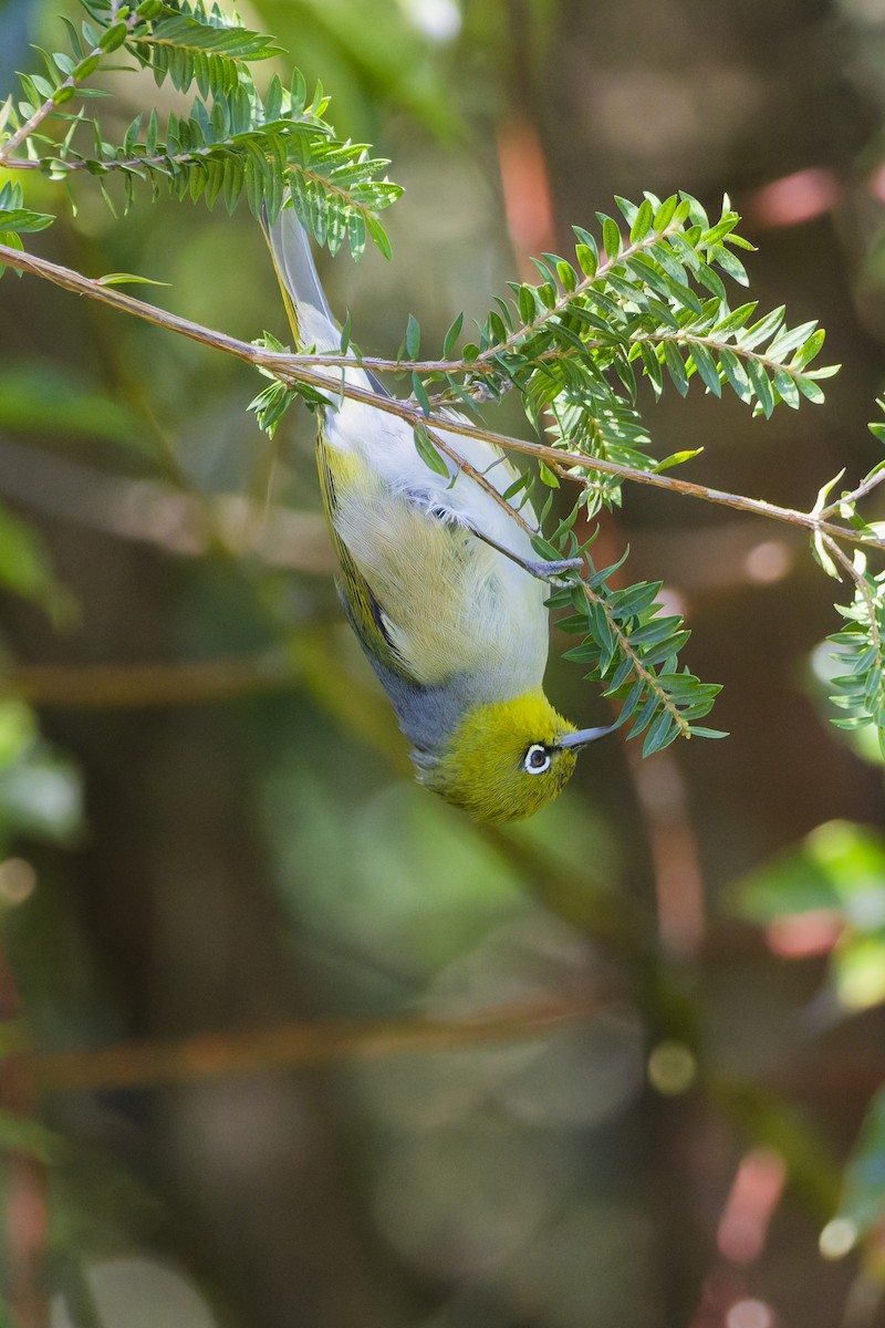 Silvereye - ML640175446