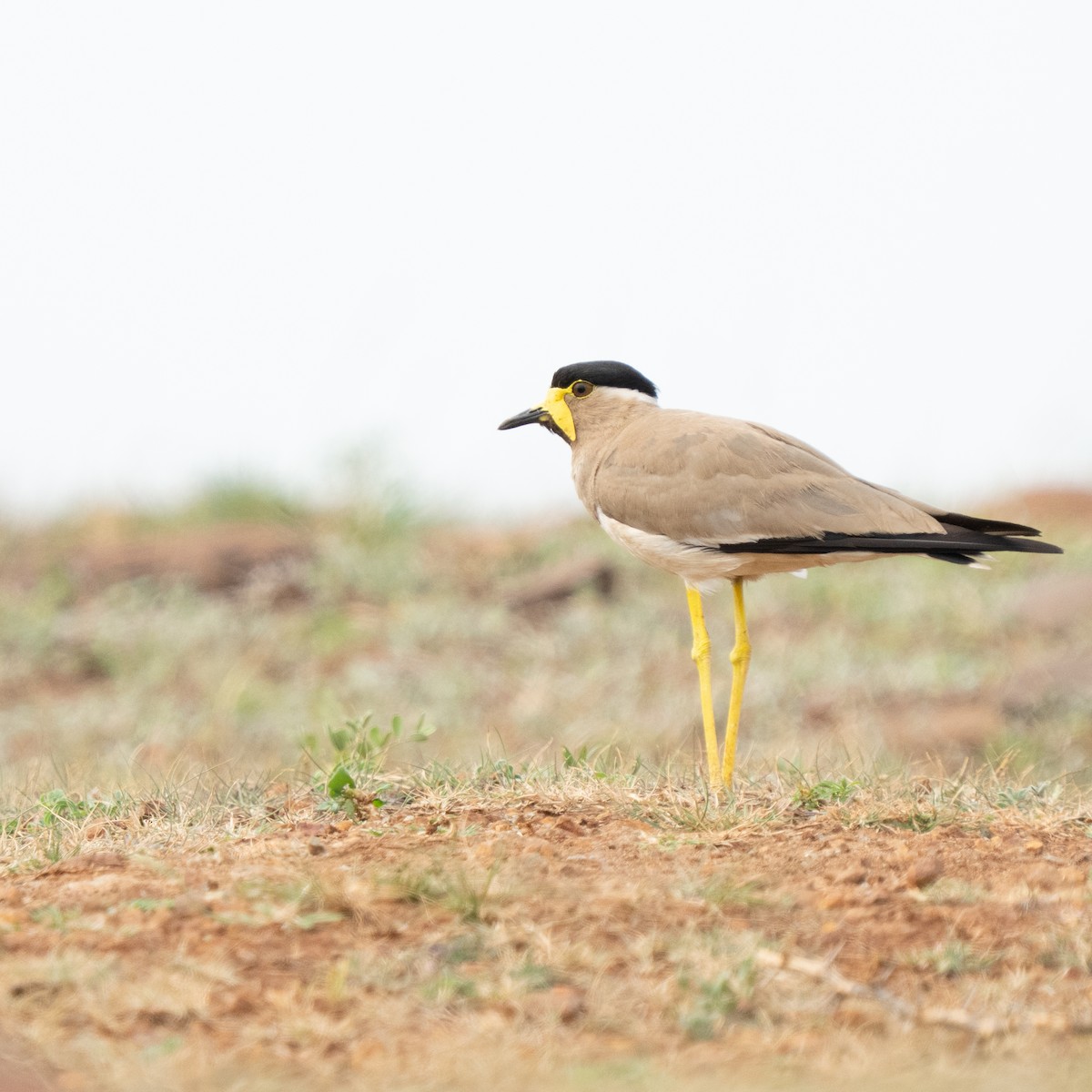 Yellow-wattled Lapwing - ML640175461