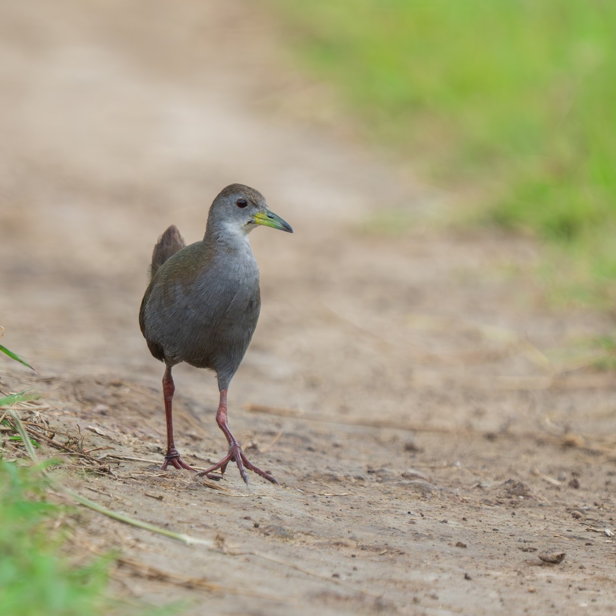 Brown Crake - ML640175535