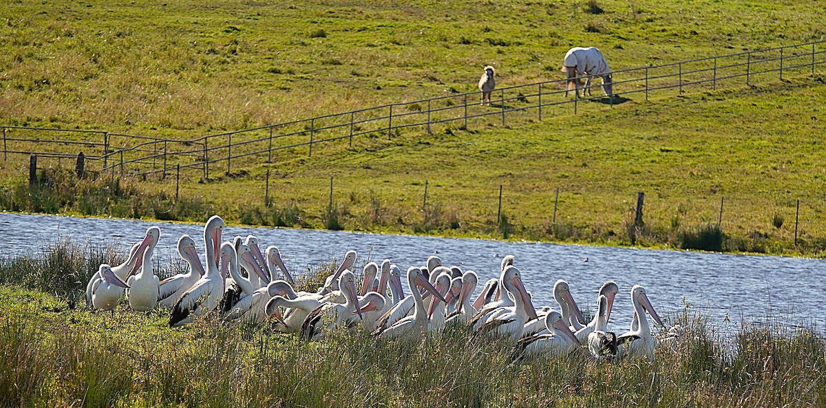 Australian Pelican - ML640175576