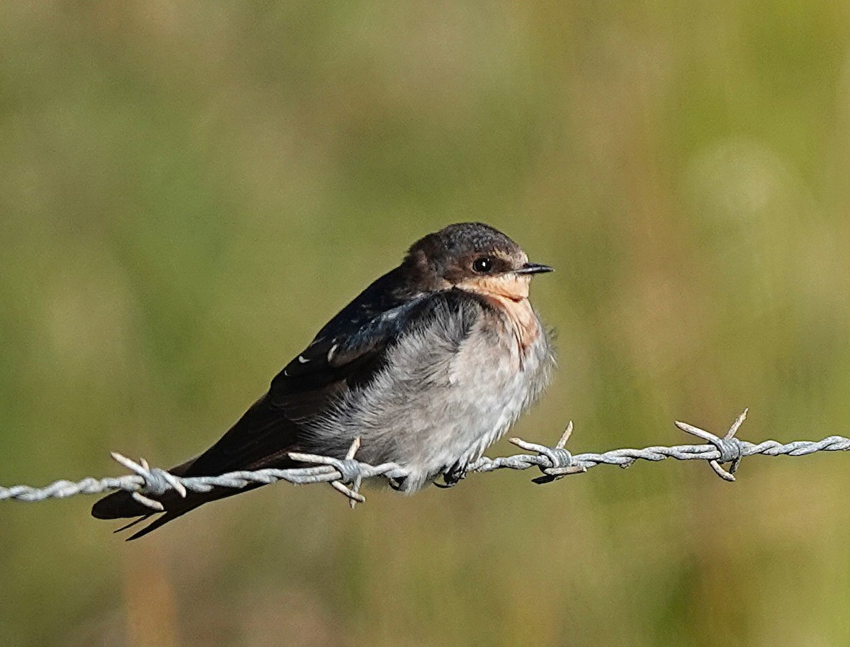 Welcome Swallow - ML640175577