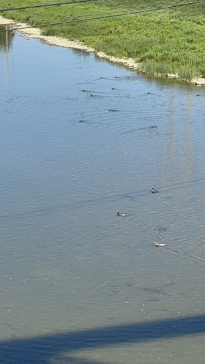 Common Merganser - ML640175586