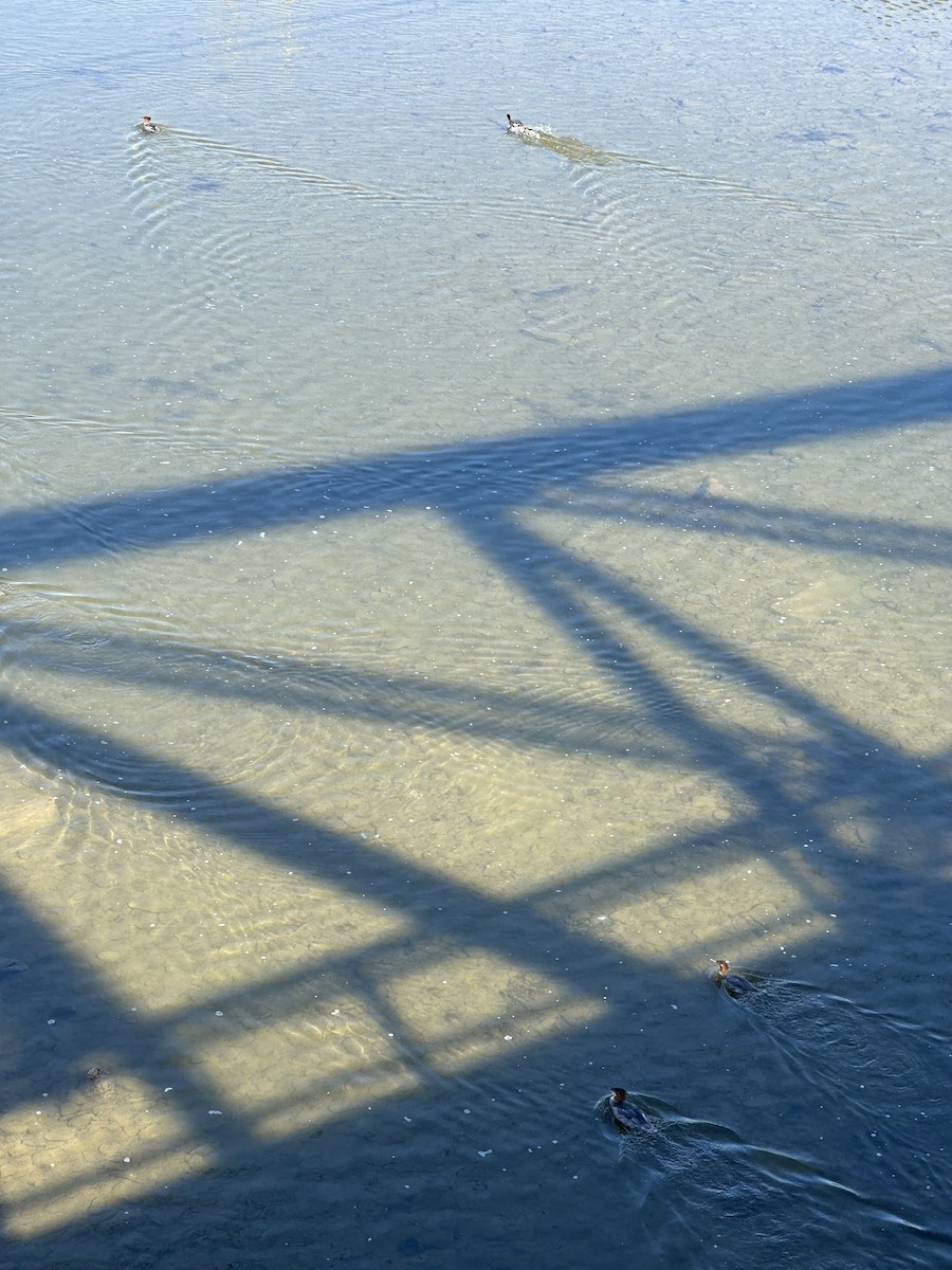 Common Merganser - ML640175587