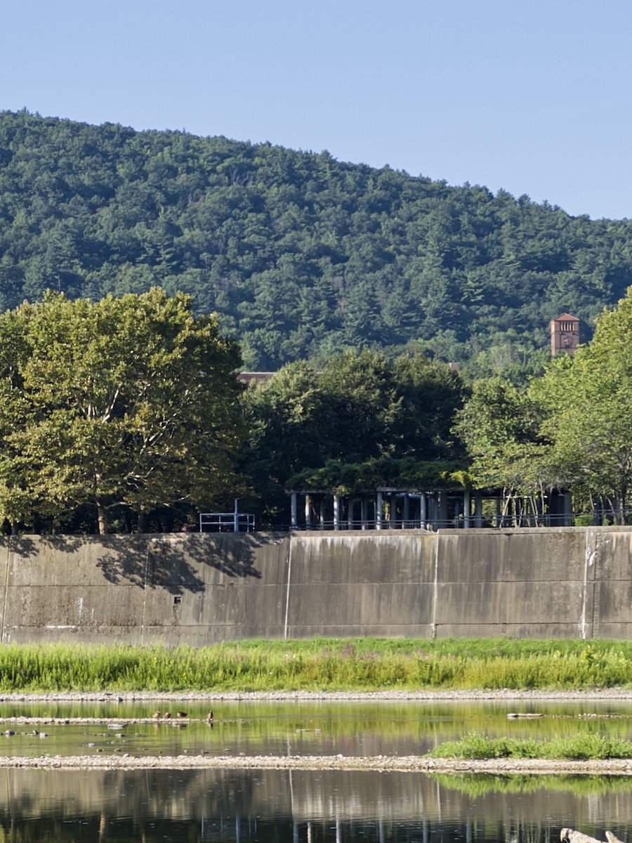 Mallard - ML640175595