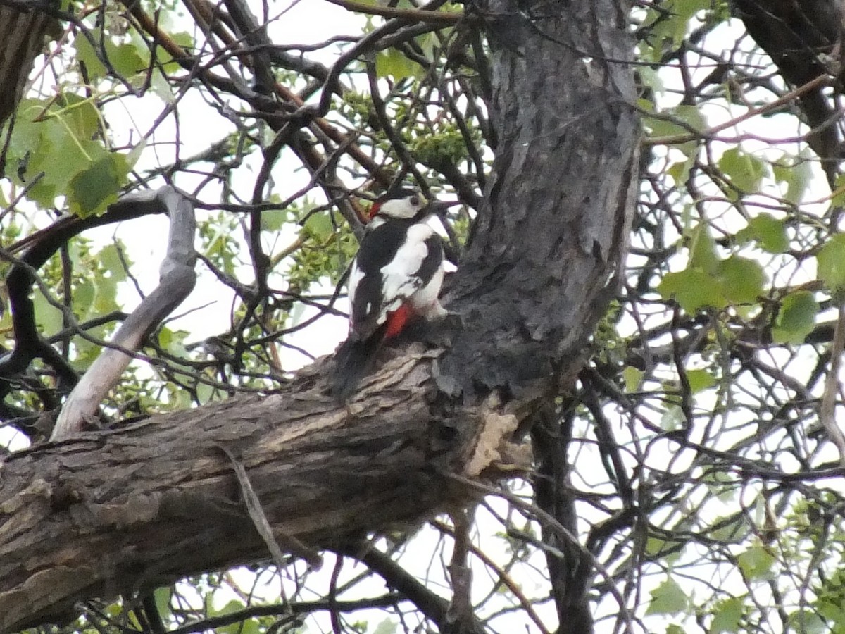 White-winged Woodpecker - ML640175602