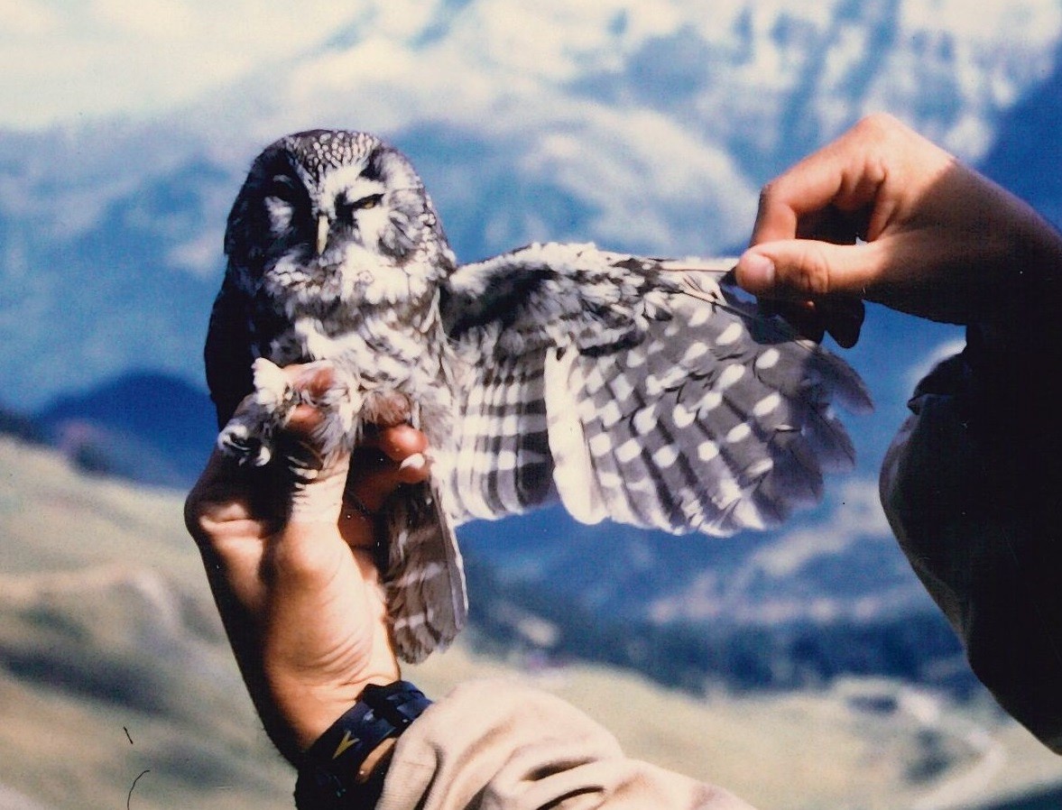 Boreal Owl - ML640175650