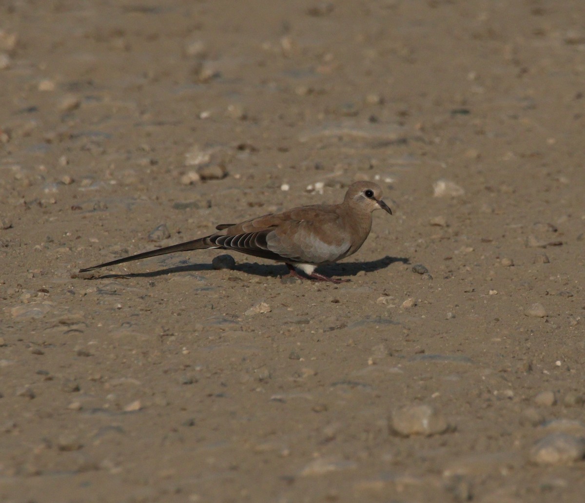 Namaqua Dove - ML640175651