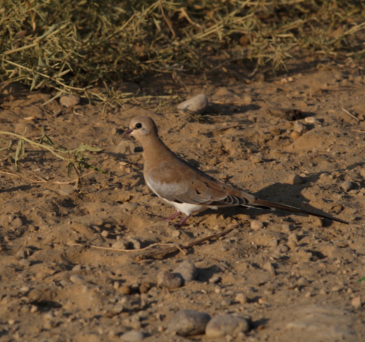 Namaqua Dove - ML640175652