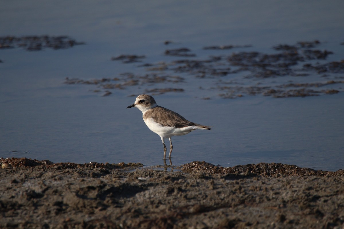 Kentish Plover - ML640175653