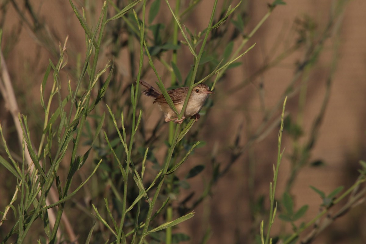 Delicate Prinia - ML640175656