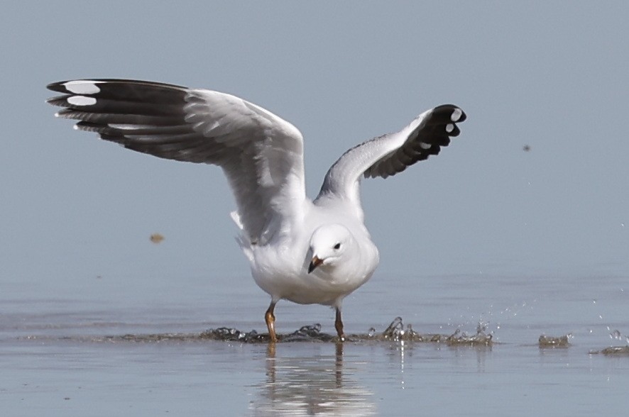 Silver Gull - ML640175688