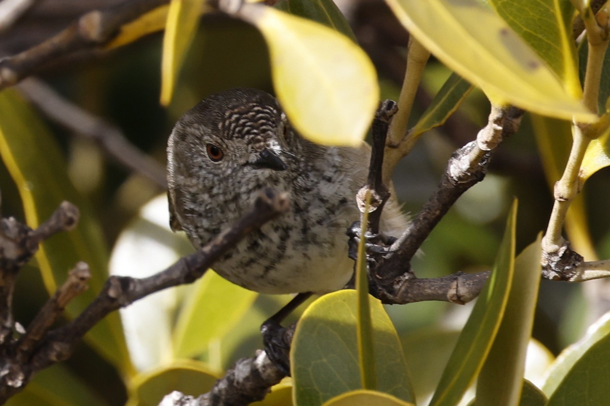 Inland Thornbill - ML640175689