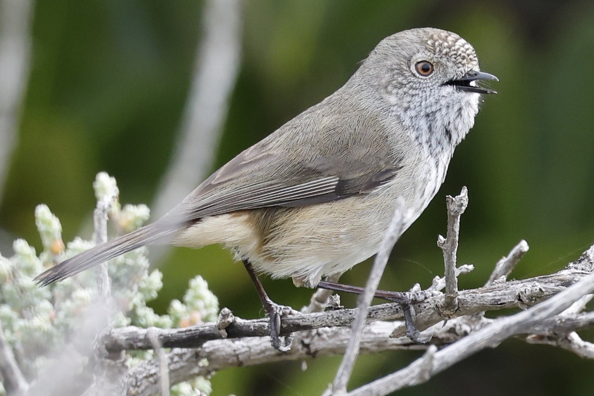 Inland Thornbill - ML640175690
