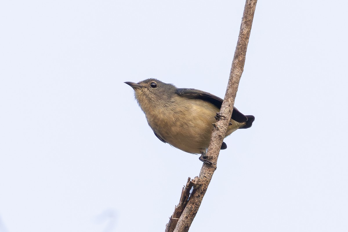 Cambodian Flowerpecker - ML640175703