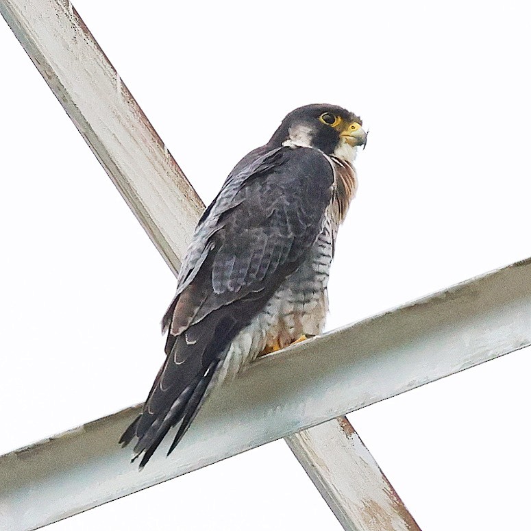 Peregrine Falcon - ML640175776