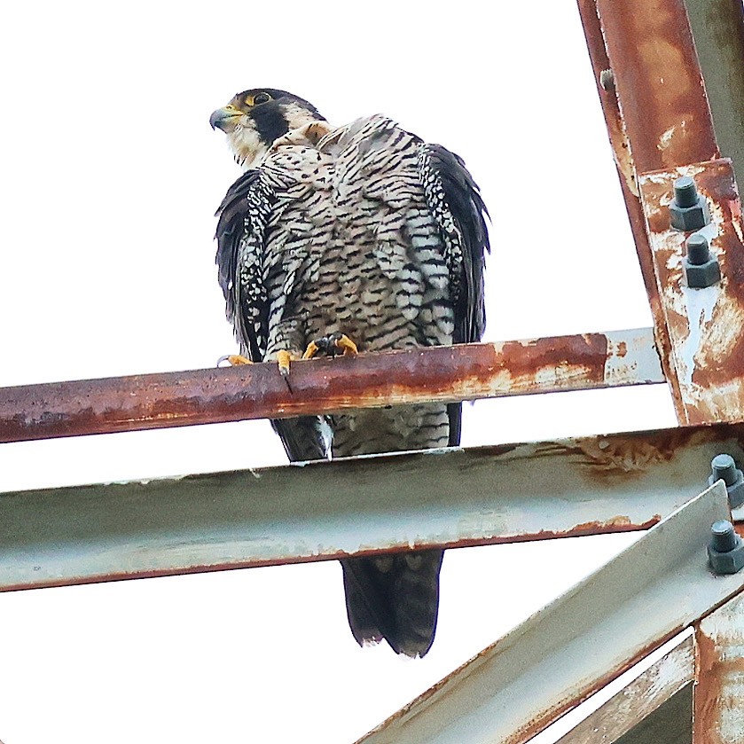 Peregrine Falcon - ML640175777
