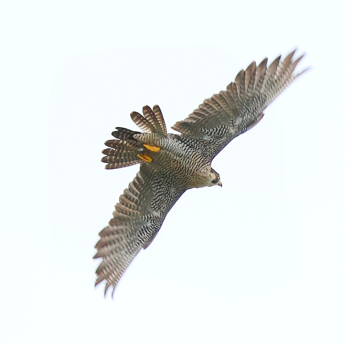 Peregrine Falcon - ML640175778
