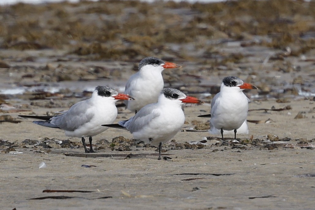 Caspian Tern - ML640175779