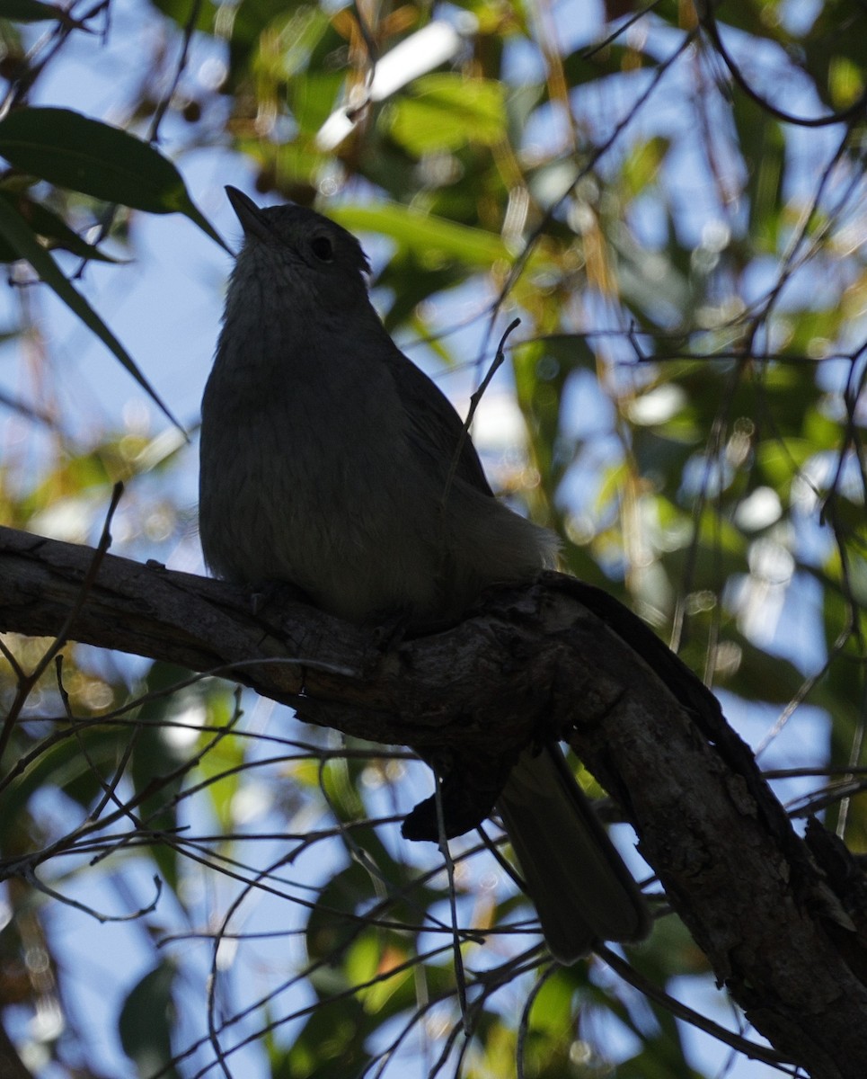 Gray Shrikethrush - ML640175787
